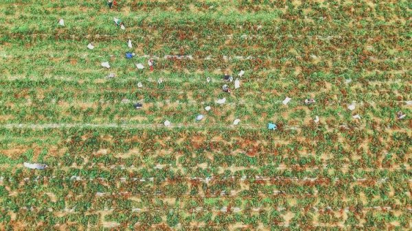 天牛宝 菏泽成武：阴雨天气急抢收 辣椒烘干保销路